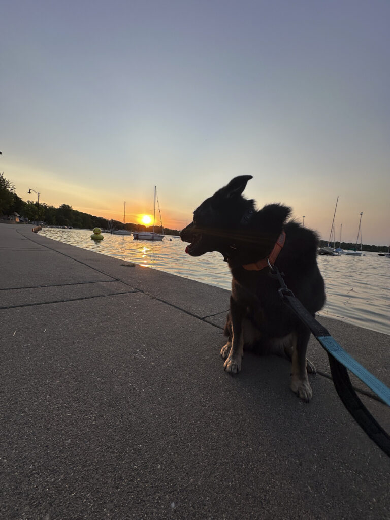 Dog looking back at the sunrise. 