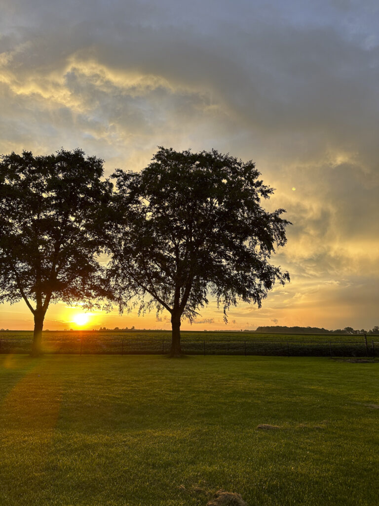 Sunrise between two trees. 